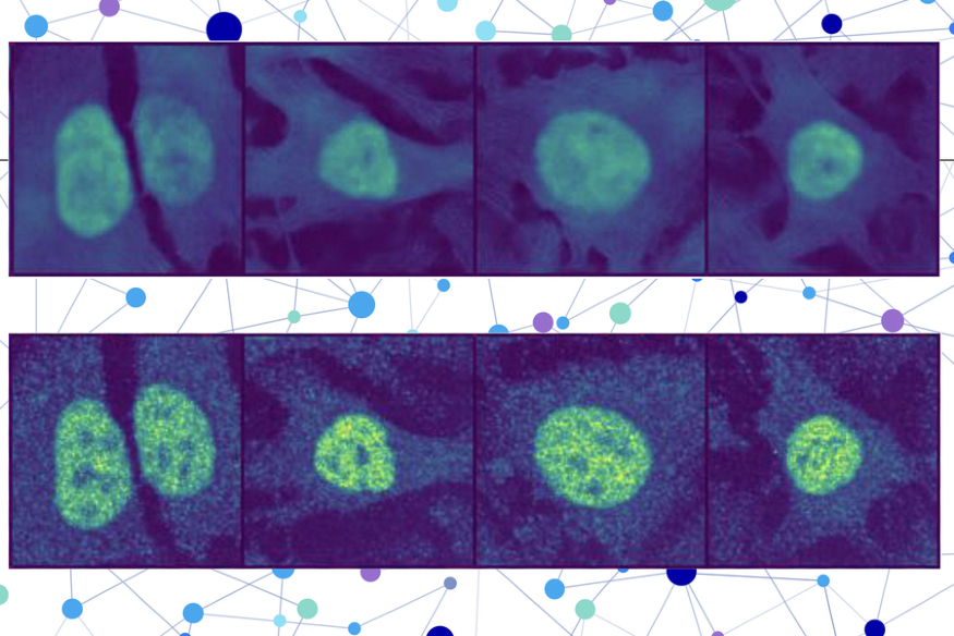 MIT-ProteinLocalization-01-press_0.jpg MIT-ProteinLocalization-01-press_0.jpg