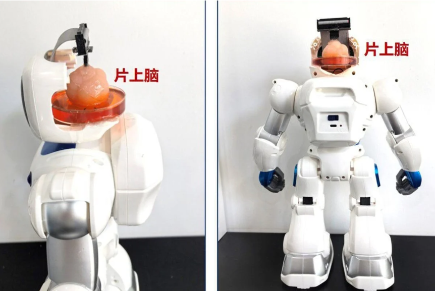뇌 오가노이드 텐진대학교.png 뇌 오가노이드 텐진대학교.png