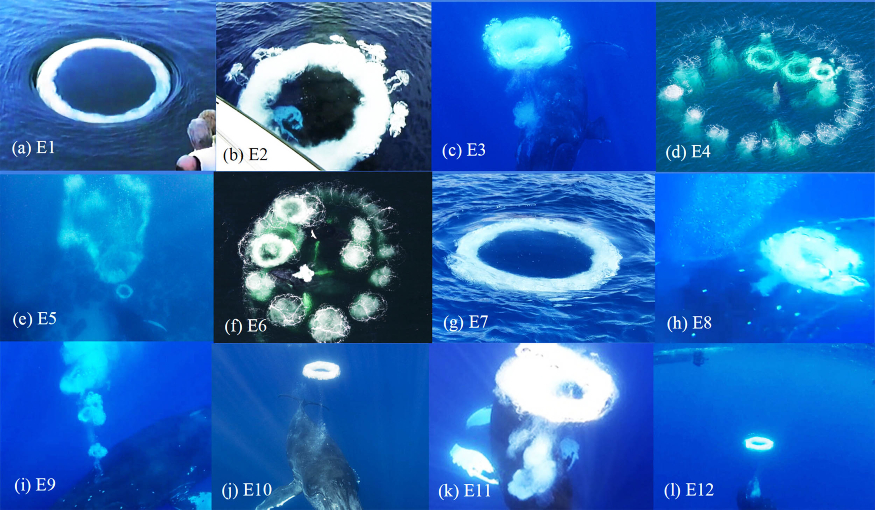 humpback-whales_bubble-smoke-rings_human-communication_montage_WhaleSETI_1m.jpg humpback-whales_bubble-smoke-rings_human-communication_montage_WhaleSETI_1m.jpg