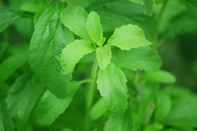 stevia-74187_640.jpg stevia-74187_640.jpg