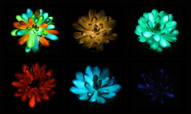 Glow-in-the-Dark-Succulents-768x459.jpg Glow-in-the-Dark-Succulents-768x459.jpg