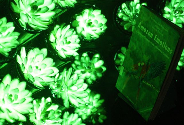succulents-reading.jpg succulents-reading.jpg