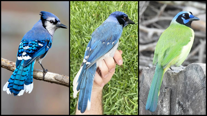 bluejay_greenjay_hybrid-species_Cornell_Dan-OBrien_1big.jpg