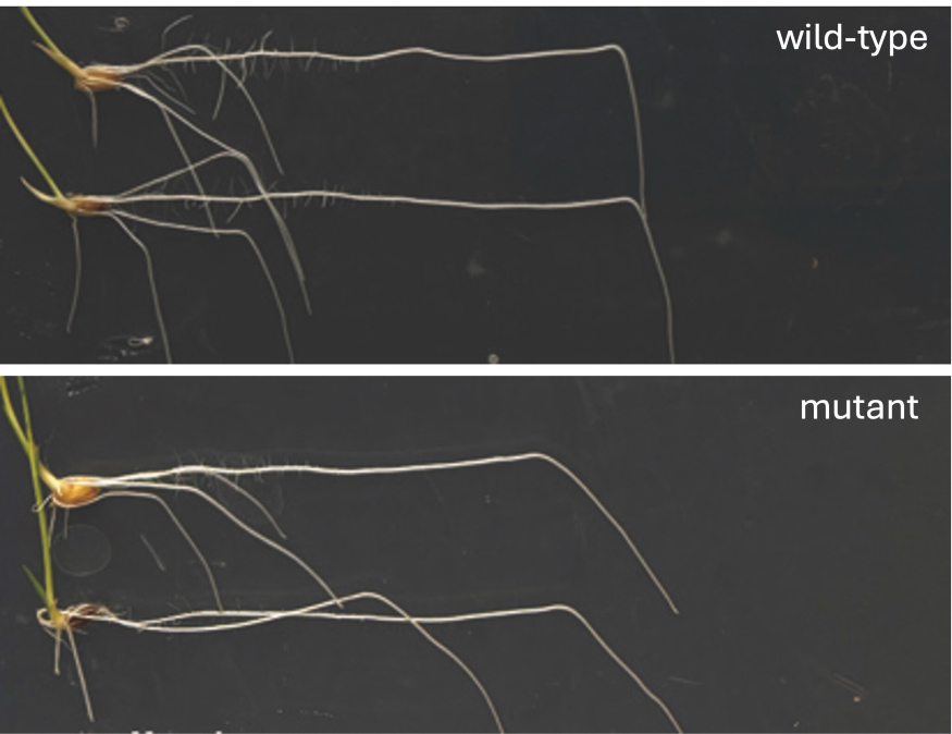 new-research-shows-how-5.jpg new-research-shows-how-5.jpg