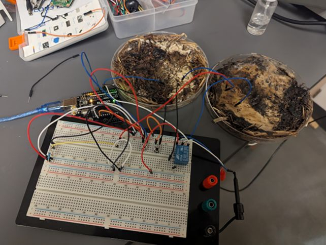 mycelial-memristors.jpg