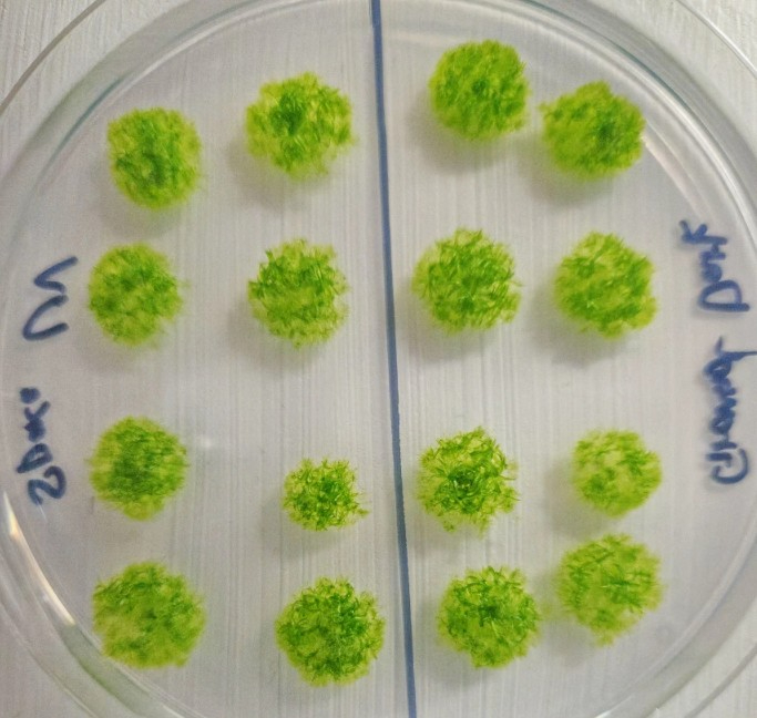 우주 9개월 노출 후 지구에서 발아한 이끼 포자.jpg