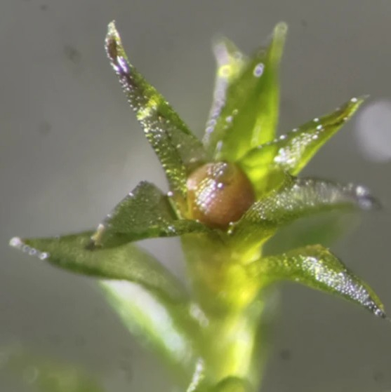 우주 노출 실험에서 얻은 이끼 포자체 샘플.jpg