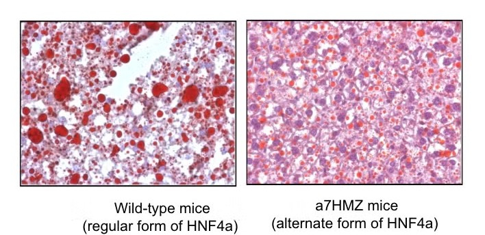대두유 실험쥐.jpg