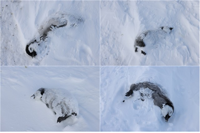 남극 로스해의 쿨먼 섬에서 굶어 죽은 것으로 추정되는 새끼 황제펭귄.jpg