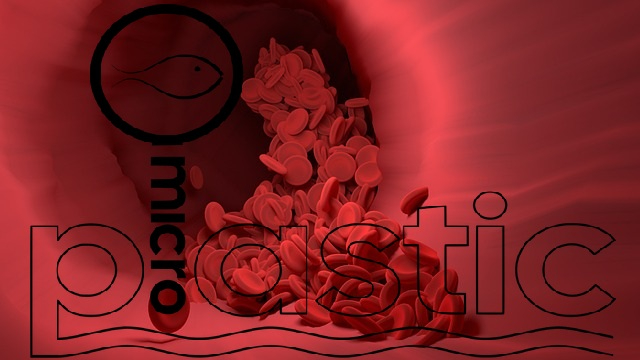 미세플라스틱과 혈관.jpg