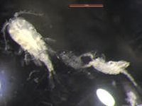 Copepods-tanks-200-1-27-26.jpg